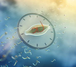 25 percent of the molecular protein switches are active in the rhythm of the internal clos of a cell. This could be shown by the help of the mass spectrometry in liver cells from mice.