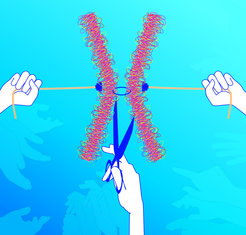 The Kinase-Enzyme Hrr25, pictured as a hand, coordinates and controls key steps in the second meiotic cell division, such as the cleavage of the chromosomes.