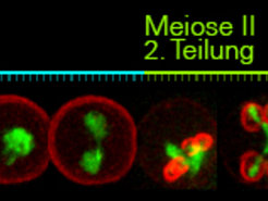 The meiosis in yeast cells. In Meiosis I the cell halves its chromosome set (pictured in green). At the end of Meiosis II four gamete nuclei arise, with one chromatid from each chromosome.