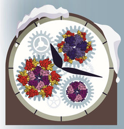 Stopping the clock to understand its mechanics.At ambient temperature, the circadian clock of cyanobacteria is constantlyticking and its “molecular cogwheels” keep spinning. This makes it difficult tounderstand the clockwork mechanism. Cooling down the clock puts its cogwheelsto rest, allowing to visualize details of their appearance and assembly