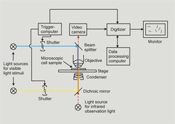 Fig. 2: Simplified scheme of the Motion Analysis setup. A mircoscopic specimen is prepared by putting a drop of cell suspension onto a slide which is then covered with a slip. To avoid any streaming effects caused by evaporation of the liquid, the slip is sealed with a molten mixture of paraffin and vaseline. The specimen is placed on a microscopic stage and the cells are observed by non-actinic infrared light which is detected by a video camera. This allows for the observation of unstimulated cells. Light stimuli can be applied via two light paths, either through the objective, or through the condenser. A trigger computer drives electronic shutters for both light paths to open or close for adjustable times and simultaneously triggers a commercially available digitizer to start data collection. This digitizer is the core of the system. It digitizes the video data obtained from the camera and sends them to a computer for further analysis. From these data the computer calculates the centre of each cell in each video frame and then reconstructs the swimming paths of the cells by an appropriate combination of the centroids in successive frames. This yields the two-dimensional spatial coordinates as a function of time for each cell. Finally these sets of coordinates are analysed in order to check whether or not a cell has switched its flagellar motor. This is managed by a PASCAL program which was specifically designed for the analysis of H. salinarum swimming behaviour. (Oesterhelt and Marwan, 1990; Marwan and Oesterhelt, 1990)