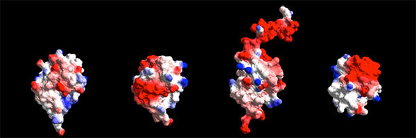 Ubiquitin Family Proteins,
 DNA Transactions, Chromatin Biology, Autophagy
The JENTSCH Lab