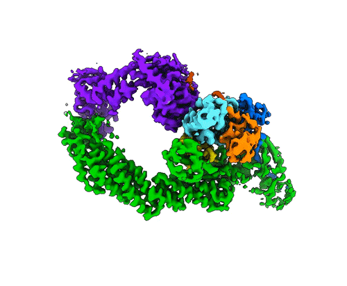 Animation of the structural representation of the labeling process. NEDD8 (yellow) configures the shape of the cullin-ring ligases (green and dark blue), UBE2D (light blue) and ubiquitin (yellow) so that the ubiquitin can be bound to the target substrate (red: IκBα).